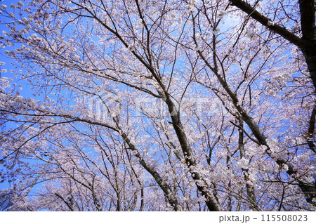 満開の桜の大木2 115508023