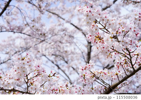 暖かな春の日希望のさくら 暖かな春の日希望のさくら 115508036