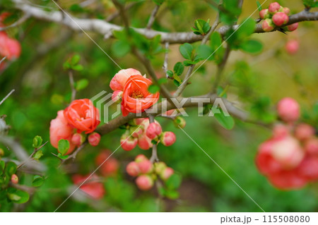 可愛いボケの花開花 115508080