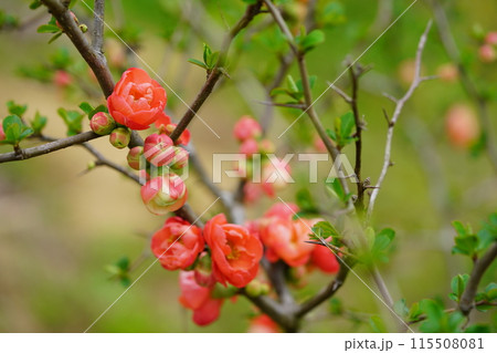 可愛いボケの花開花 115508081