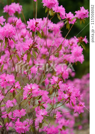 早春の花・満開の吉野ツツジ 115508082