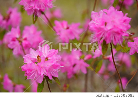 早春の花・咲き誇る吉野ツツジ 115508083