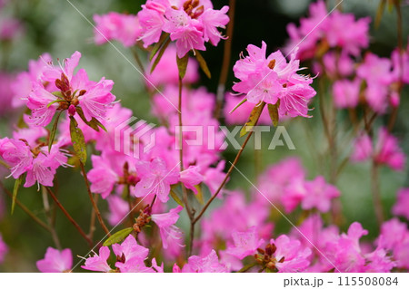 早春の花・咲き誇る吉野ツツジ 115508084