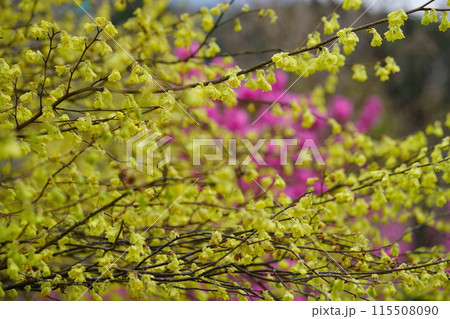 咲き誇る満開のヒュウガミズキ 咲き誇る満開のヒュウガミズキ 115508090