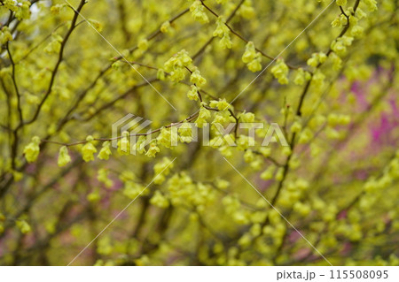 咲き誇る満開のヒュウガミズキ 115508095