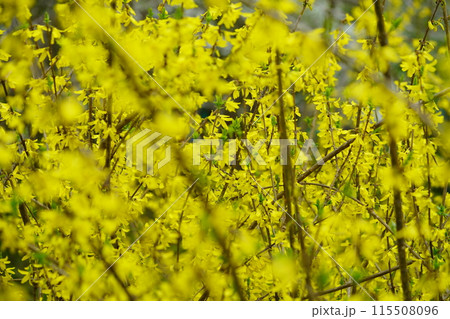 咲き誇る春の花・レンギョウ 115508096