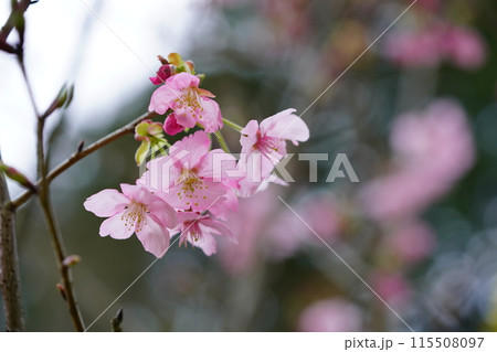 咲き始めた陽光桜の一枝 咲き始めた陽光桜の一枝 115508097