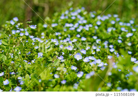 春の野草・オオイヌノフグリ 115508109