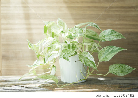 Devil's ivy Golden Pothos on wooden table Devil's ivy Golden Pothos on wooden table 115508492