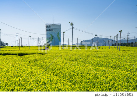 島田市にある牧之原大茶園の青空の下に広がる茶畑の風景(静岡県) 115508602