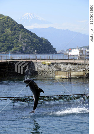 富士山とイルカのジャンプ 115508606