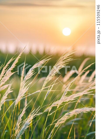 Rural Serenity: Exploring the Tranquil Meadows and Fields 115509246
