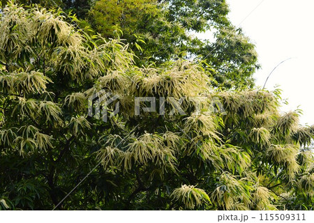 栗（クリ）の花 115509311