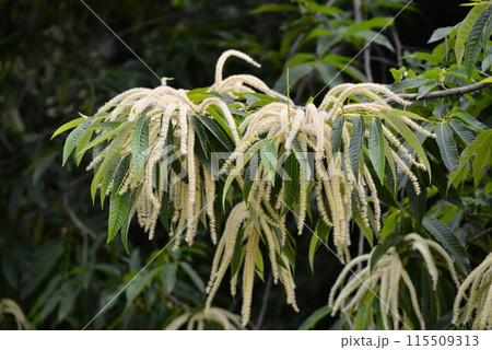 栗（クリ）の花 115509313