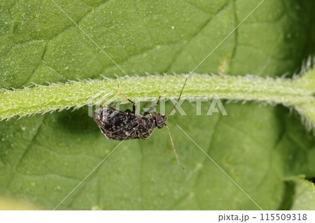 生き物 昆虫 ヒメセダカカスミカメ、地味な色合いで腰が折れた様なずんぐり体形です② 生き物 昆虫 ヒメセダカカスミカメ、地味な色合いで腰が折れた様なずんぐり体形です② 115509318