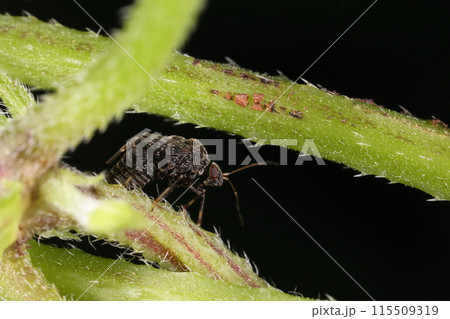 生き物　昆虫　ヒメセダカカスミカメ、地味な色合いで腰が折れた様なずんぐり体形です① 115509319