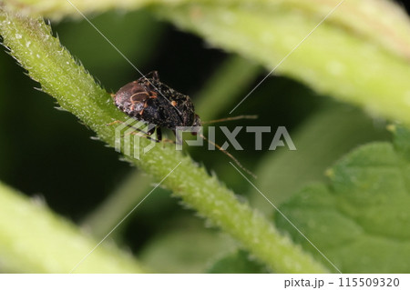 生き物 昆虫 ヒメセダカカスミカメ、六月半ばの草原。カナムグラの茂みで見つけました 生き物 昆虫 ヒメセダカカスミカメ、六月半ばの草原。カナムグラの茂みで見つけました 115509320
