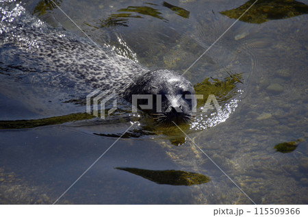 ゴマフアザラシ ゴマフアザラシ 115509366