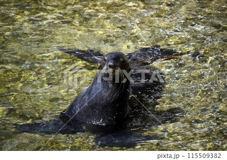 アシカ アシカ 115509382