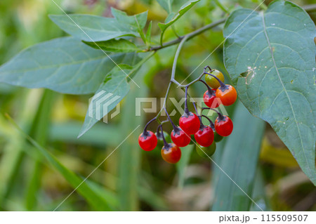 Red berries of woody nightshade, also known as bittersweet, Solanum dulcamara seen in August 115509507