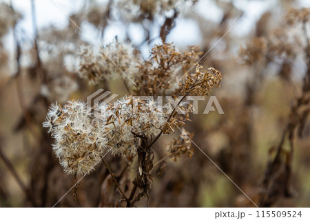 Fluffy white seeds of hemp-agrimony, selective focus - Eupatorium cannabinum Fluffy white seeds of hemp-agrimony, selective focus - Eupatorium cannabinum 115509524