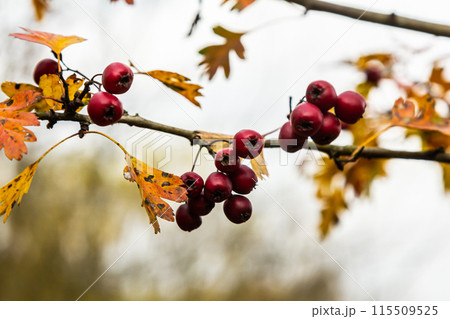 Green branches of hawthorn strewn with red berries Green branches of hawthorn strewn with red berries 115509525