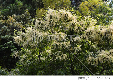 栗（クリ）の花 115509585