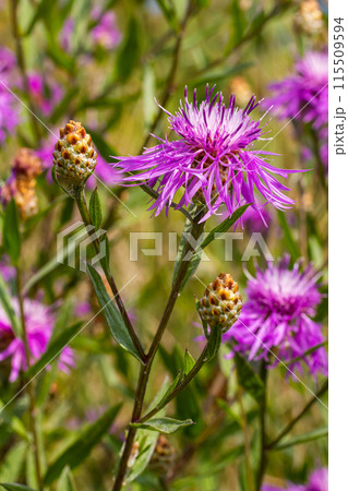 Centaurea jacea, the Brown Knapweed, known also as Brown-rayed Knapweed, Brownray Knapweed and Hardheads Centaurea jacea, the Brown Knapweed, known also as Brown-rayed Knapweed, Brownray Knapweed and Hardheads 115509594