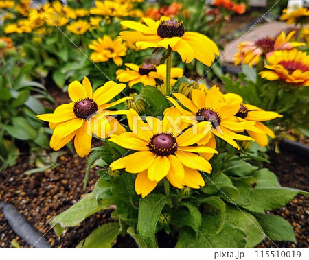 鮮やかなルドベキアトトゴールド 115510019