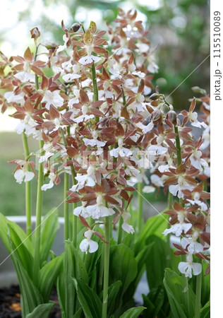 エビネの花20240402 エビネの花20240402 115510089