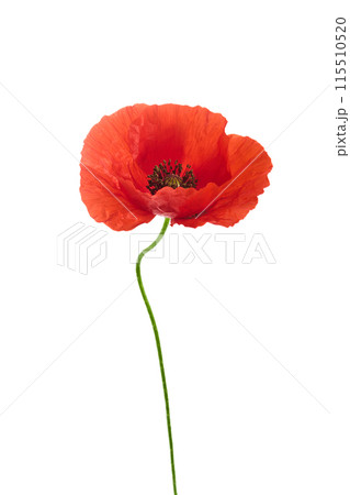 Single Red Poppy Flower Isolated on White Single Red Poppy Flower Isolated on White 115510520