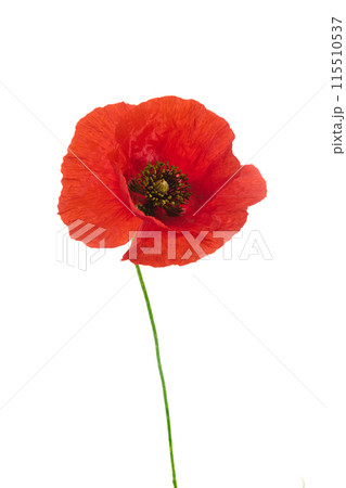 Vibrant Red Poppy Flower Isolated on White. Remembrance day. Vibrant Red Poppy Flower Isolated on White. Remembrance day. 115510537