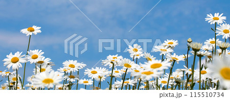Sunny Daisy Field and Blue Sky 115510734