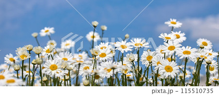 Blooming Daisy Field Under Blue Sky 115510735