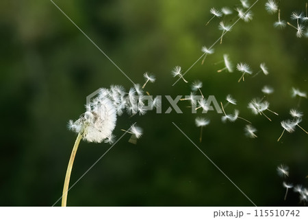 Dandelion Seeds in the Wind 115510742