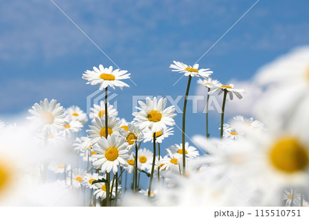 Sunny Daisy Field with Blue Sky 115510751