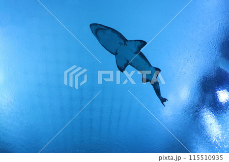shark are swimming is S.E.A Aquarium, thailand. shark are swimming is S.E.A Aquarium, thailand. 115510935