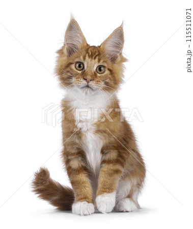 Maine Coon cat kitten on white 115511071