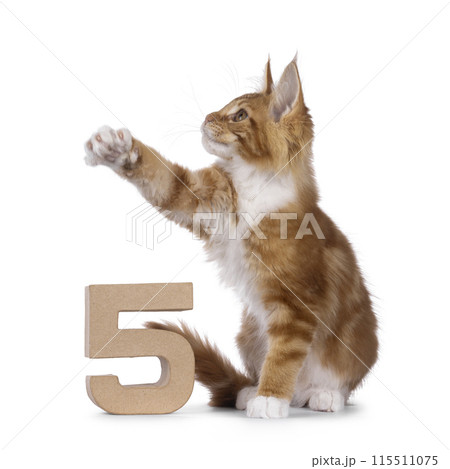 Maine Coon cat kitten on white 115511075