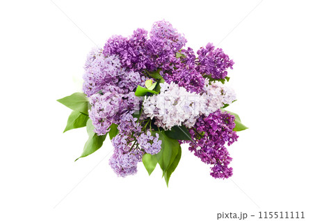 Fresh Lilac Bouquet on White Background 115511111