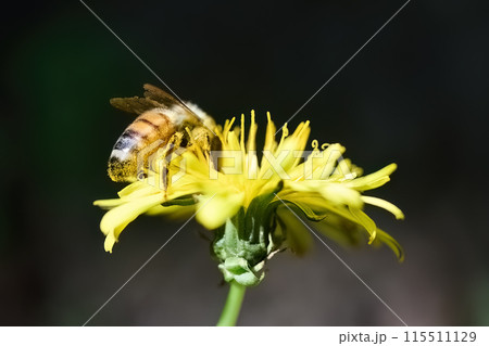 World Bee Day. Bee Pollinating Yellow Flower 115511129