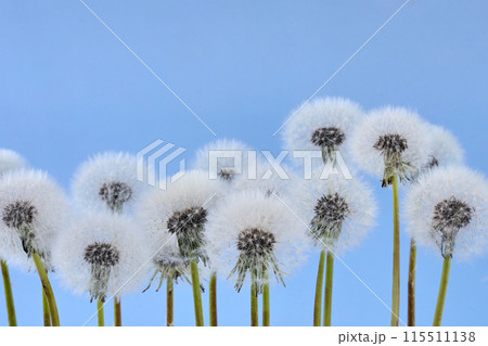 Dandelion Puffs Against Blue Sky Dandelion Puffs Against Blue Sky 115511138