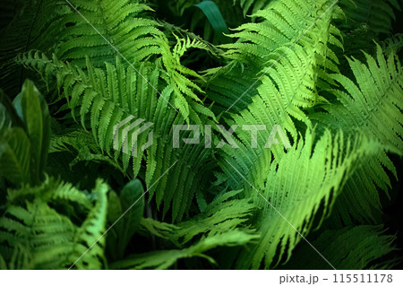 Midsummer Day background. Lush Green Fern Leaves Close-up 115511178