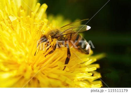Honeybee on Yellow Dandelion. Close-up of a honeybee pollinating a vibrant yellow dandelion. Honeybee on Yellow Dandelion. Close-up of a honeybee pollinating a vibrant yellow dandelion. 115511179
