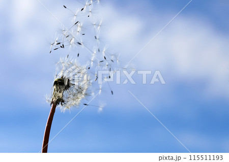 National Asthma and Allergy Awareness Month. Fluffy dandelions glow in rays of sunlight at sunset National Asthma and Allergy Awareness Month. Fluffy dandelions glow in rays of sunlight at sunset 115511193