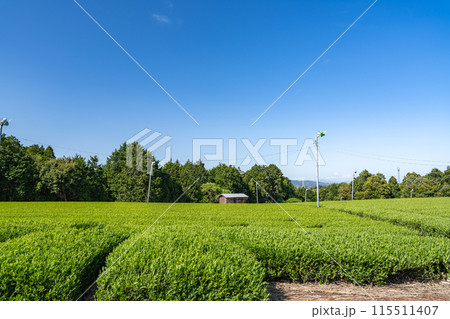 島田市にある牧之原大茶園の青空の下に広がる茶畑の風景(静岡県) 115511407