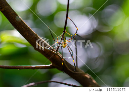 Nephila Pilipes spider in web. Wulai, Taiwan. Nephila Pilipes spider in web. Wulai, Taiwan. 115511975