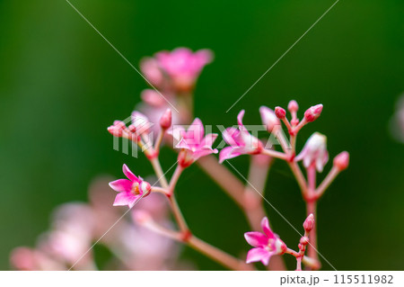 Pink Blooms of Ecdysanthera rosea Hook. & Arn. Wulai, Taiwan. 115511982