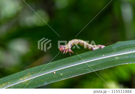 Geometridae caterpillar crawl on leaves with their backs hunched over. Geometridae caterpillar crawl on leaves with their backs hunched over. 115511988