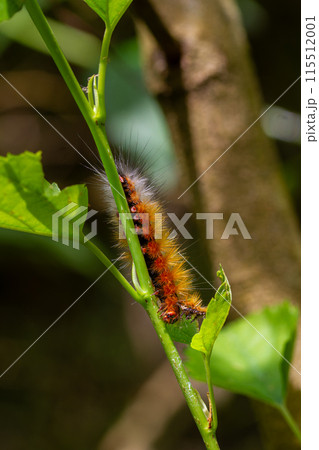 Hairy Brown caterpillar Amsactoides Solitarius. Wulai, Taiwan. 115512001
